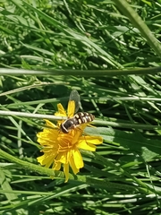 Eupeodes corollae