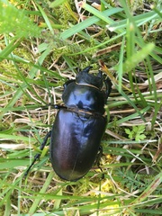 Lucanus cervus