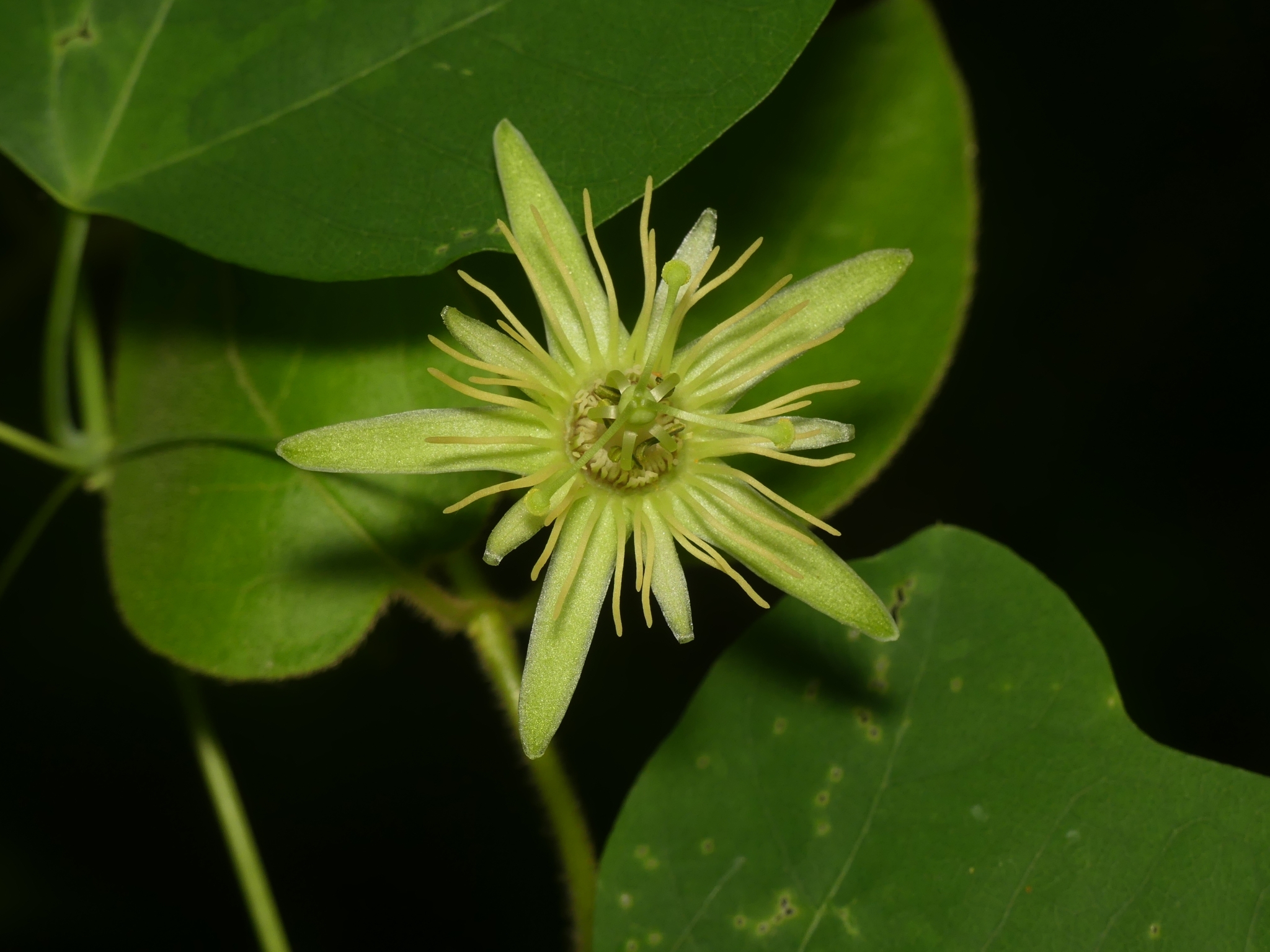 Passiflora lutea