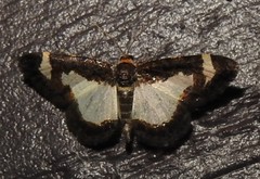 Heliomata cycladata