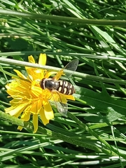 Eupeodes corollae