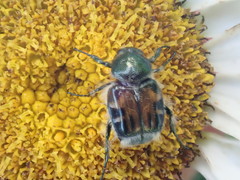 Trichiotinus affinis