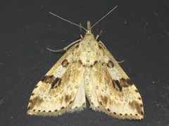 Udea washingtonalis