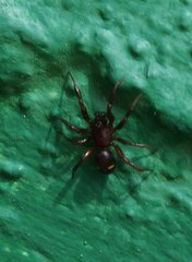 Asagena americana