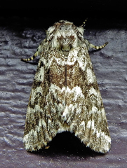 Panthea acronyctoides