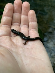 Desmognathus fuscus