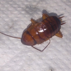 Periplaneta americana