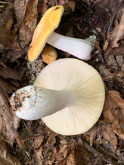 Russula ochroleucoides