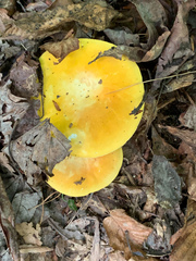 Russula ochroleucoides