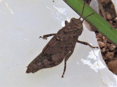 Acrididae