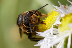 Coelioxys alatus