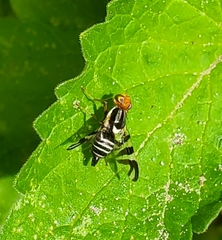 Rhagoletis striatella