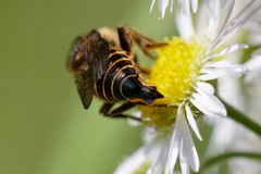 Coelioxys alatus