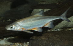 Bonytail photo 2