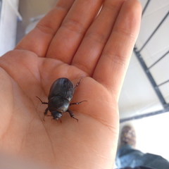 Pentodontini