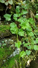 Heuchera
