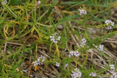 Cakile maritima baltica