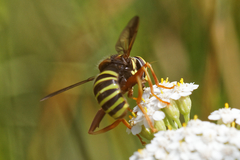 Spilomyia diophthalma