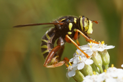 Spilomyia diophthalma