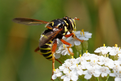 Spilomyia diophthalma