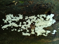 Ceratiomyxa fruticulosa fruticulosa