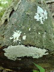 Ceratiomyxa fruticulosa fruticulosa