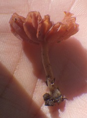 Laccaria tortilis