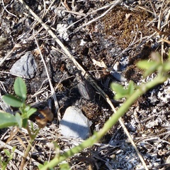 Cicindela punctulata punctulata