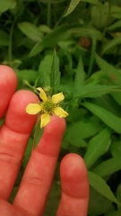 Geum × catlingii