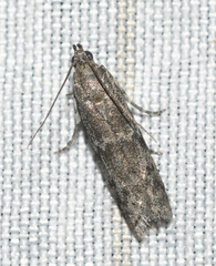 Eurythmia angulella