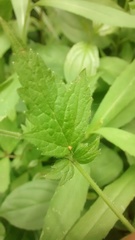 Geum × catlingii