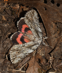Catocala coccinata