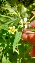 Geum × catlingii