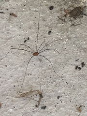 Leiobunum nigropalpi