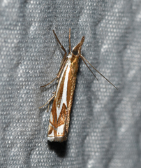 Crambus bidens