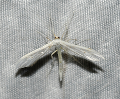 Hellinsia homodactylus