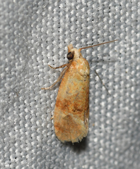 Cochylis bucera