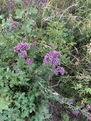 Origanum vulgare