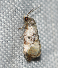 Phalonidia memoranda