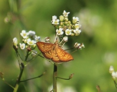 Ecpyrrhorrhoe rubiginalis