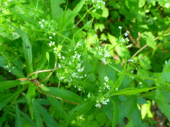 Galium asprellum