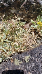 Phoenicaulis cheiranthoides