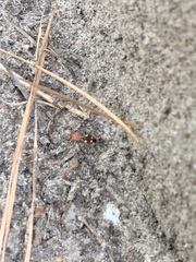 Dasymutilla quadriguttata