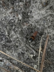 Dasymutilla quadriguttata