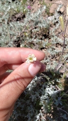 Silene douglasii douglasii