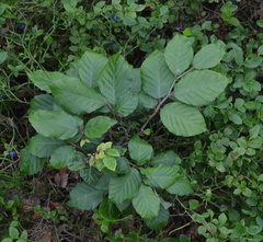 Fagus sylvatica