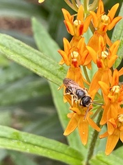 Halictus poeyi