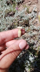 Silene douglasii douglasii