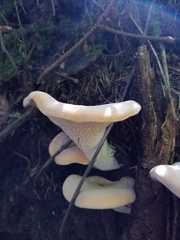 Hydnum olympicum