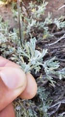 Artemisia arbuscula